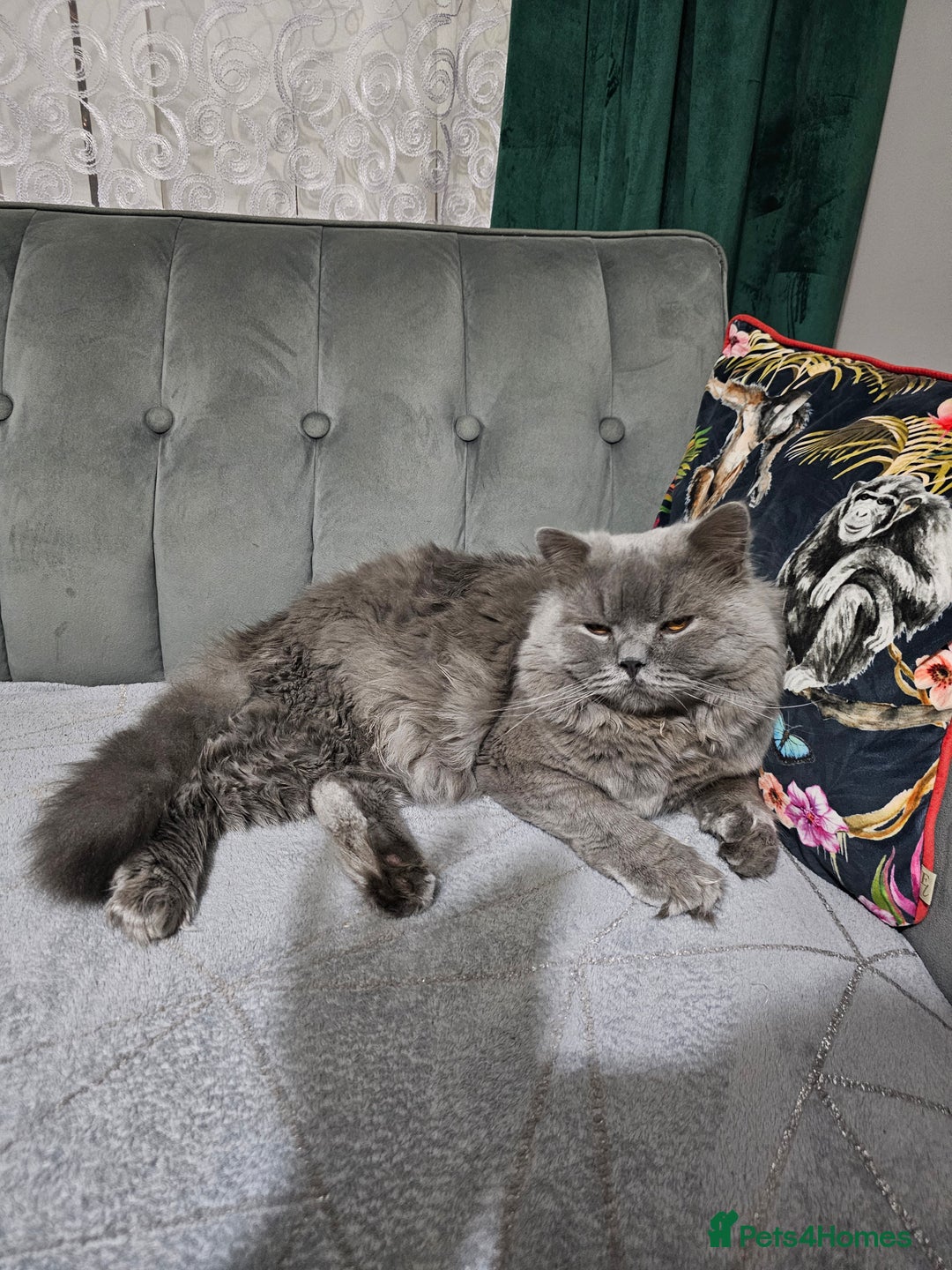 British Shorthair cats for sale: British Cat Boy looking new home - Advert 2