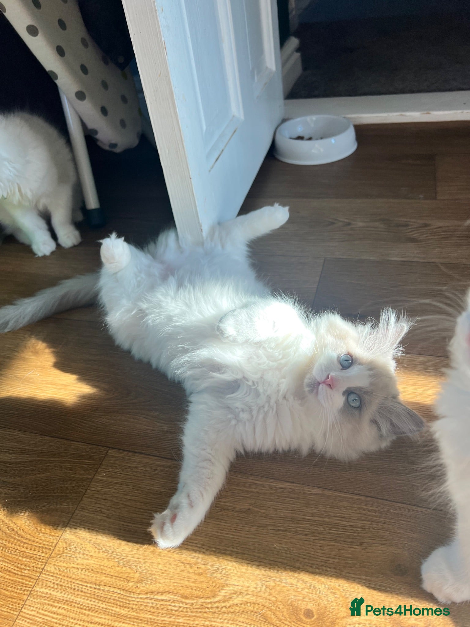 Ragdoll cats CollieKiss Ragdolls – Beautiful TICA Registered - Advert 2