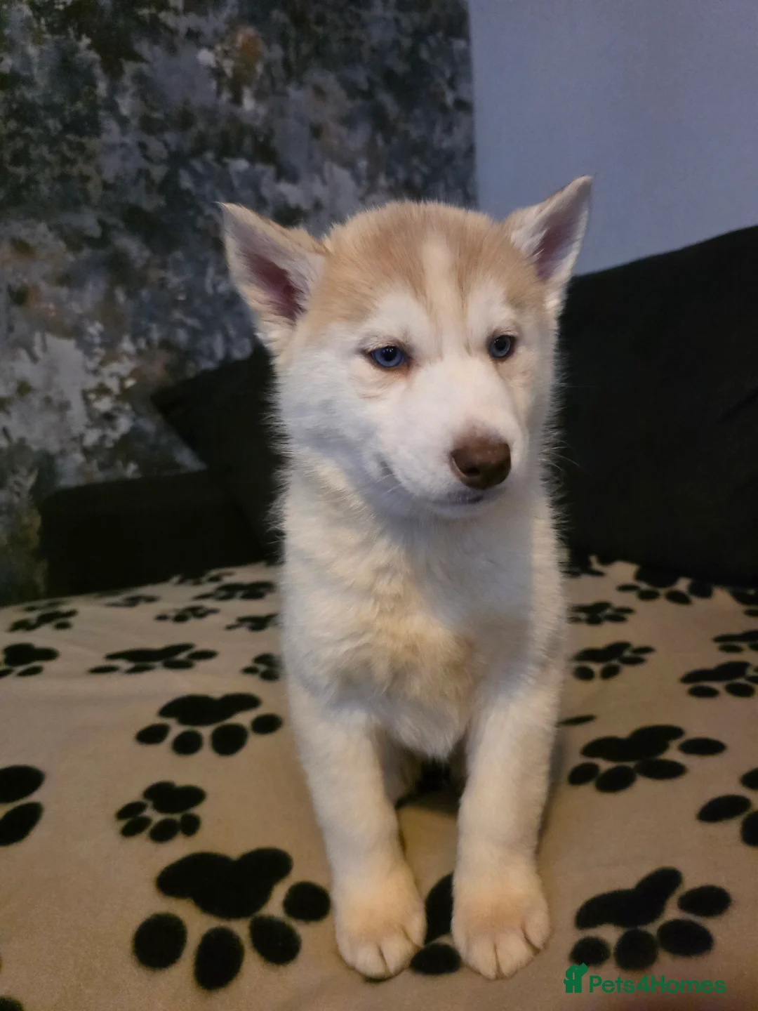 Siberian Husky dogs for sale: Siberian Huskies 1 girl available - Advert 10