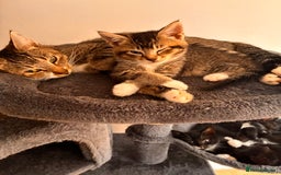 Mixed Breed cats for sale: Beautiful and super playful kittens  - Image 13