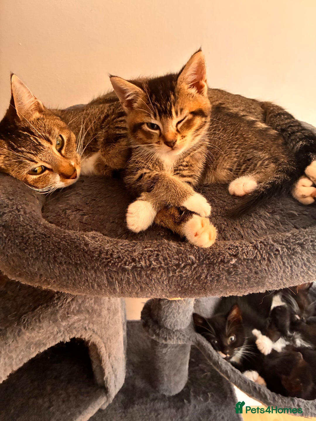 Mixed Breed cats for sale: Beautiful and super playful kittens  - Image 13