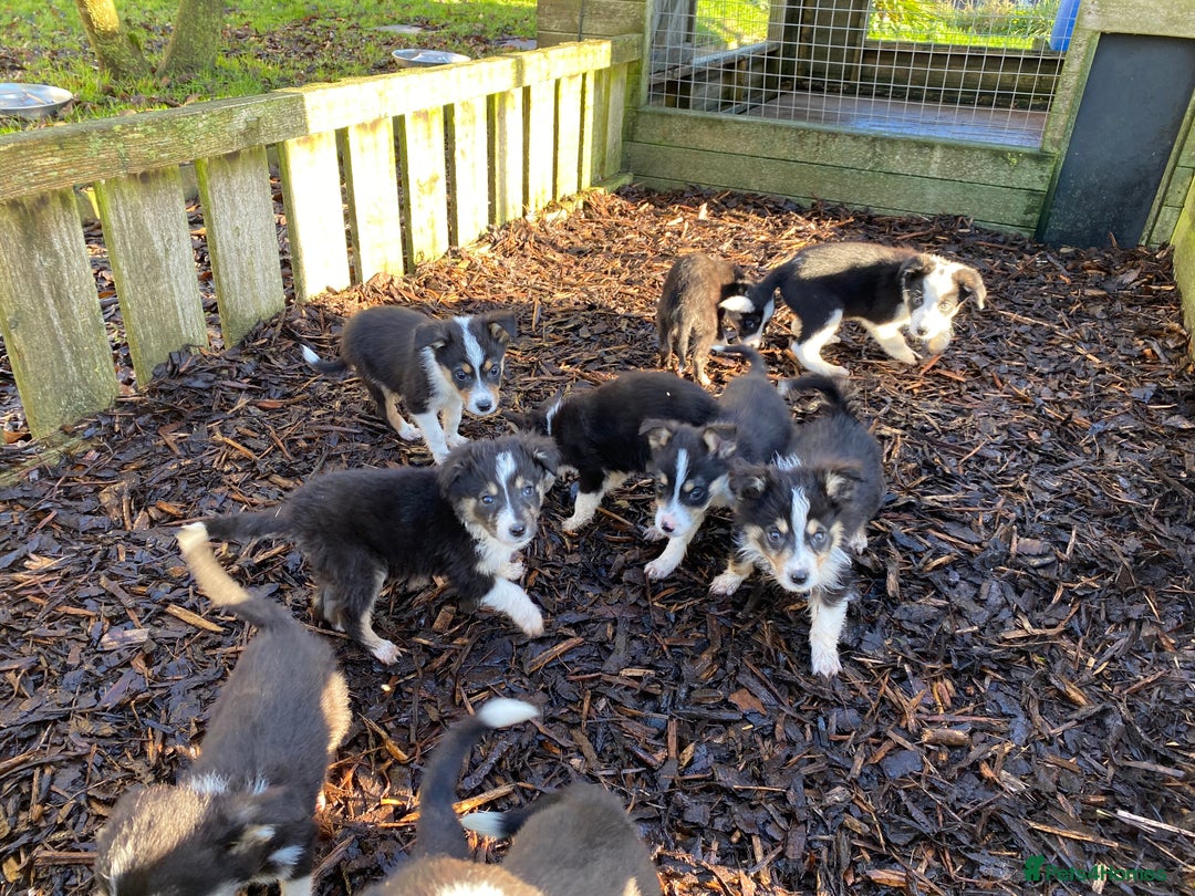 Border Collie dogs for sale: Border Collie Puppies For Sale - Advert 3