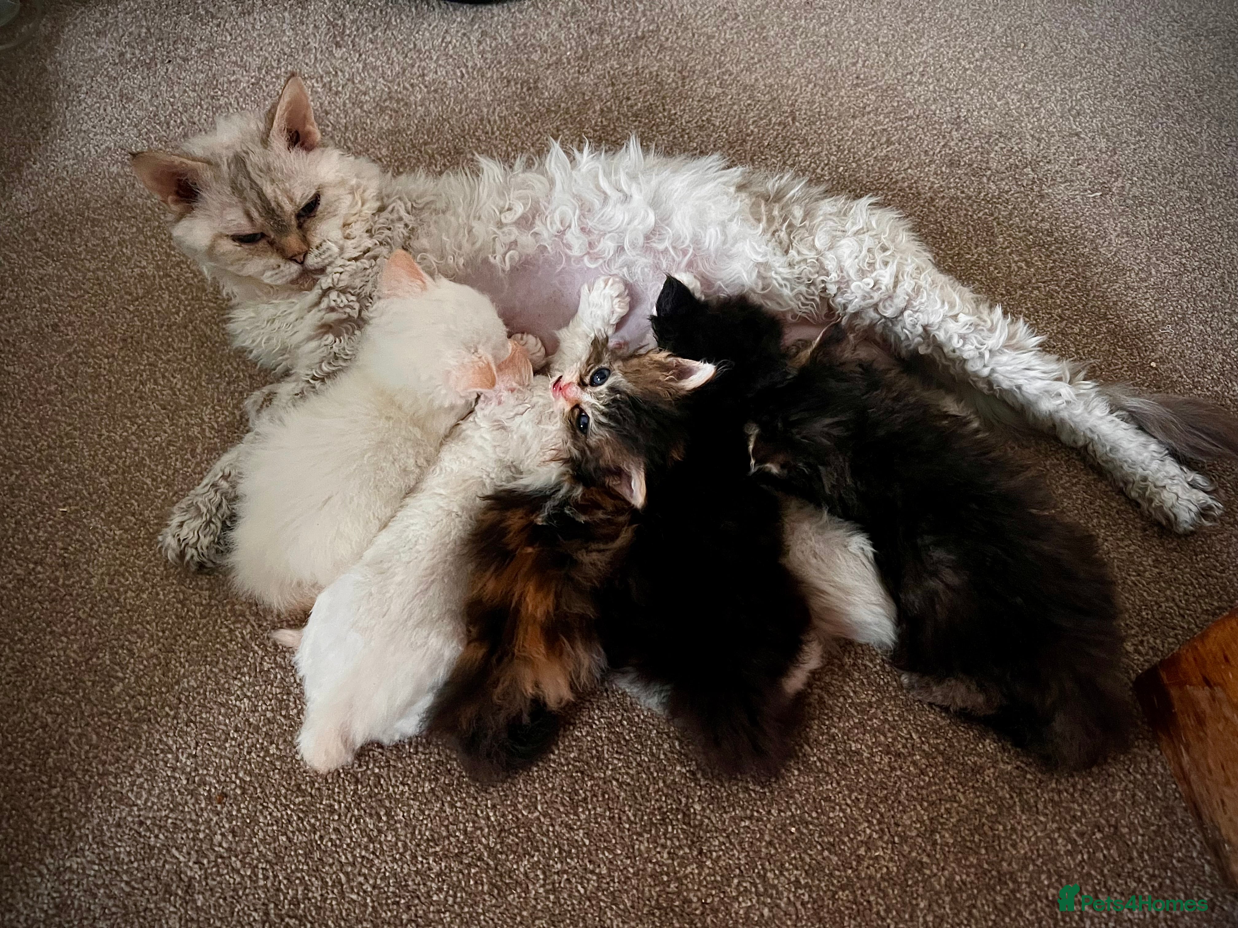 Selkirk Rex cats Stunning Selkirk rex kittens - Advert 14