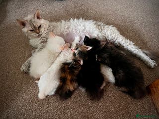Selkirk Rex cats Stunning Selkirk rex kittens - Advert 9