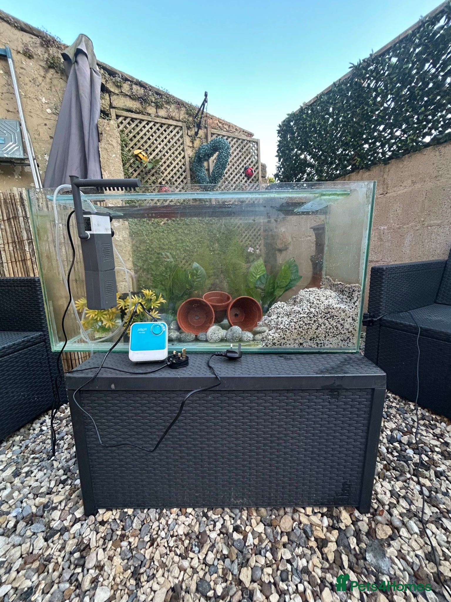 Fancy Goldfish fish Big fish tank and all accessories - Advert 10