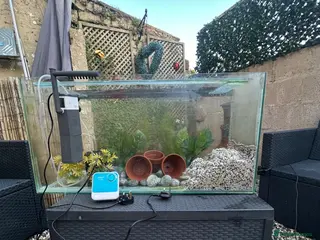Fancy Goldfish fish Big fish tank and all accessories - Advert 10