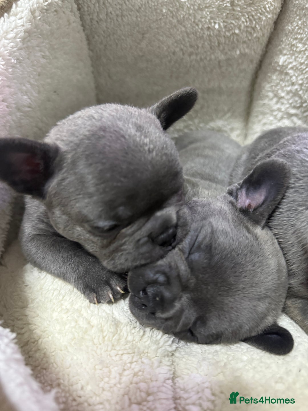 French Bulldog dogs for sale: 6 French bull dogs  - Advert 9