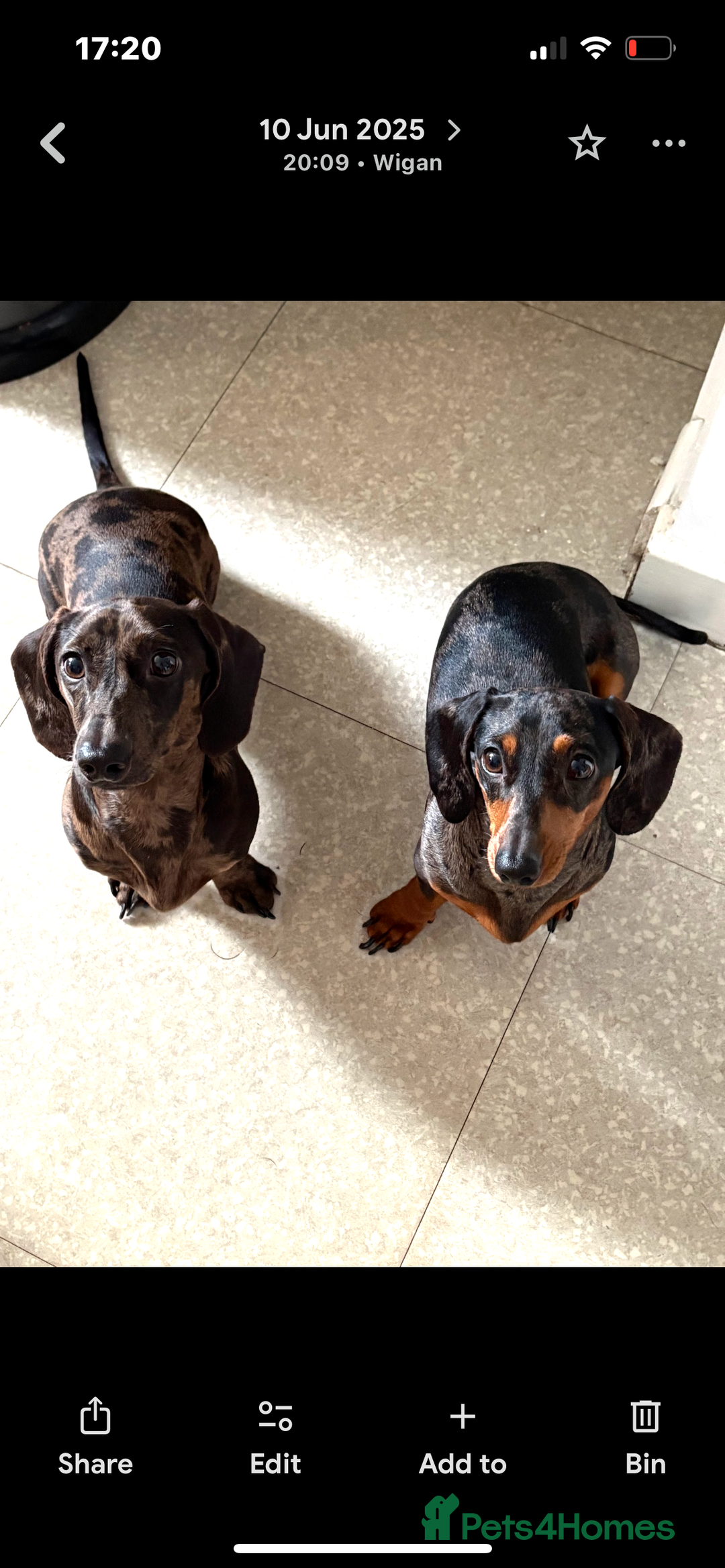 Miniature Dachshund dogs for stud: Miniature grey/black dapple Daschund for Stud - Advert 3