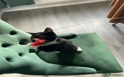 British Shorthair cats for sale: Kittens - Image 5