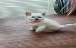 Ragdoll cats for sale: ragdoll kittens - Image 4