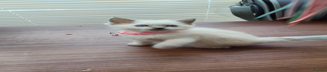 Ragdoll Kitten 9