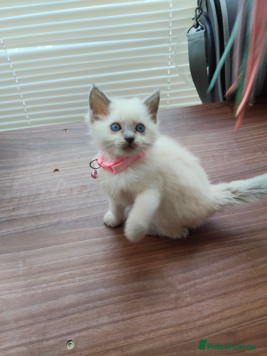 Ragdoll cats for sale: ragdoll kittens - Image 4