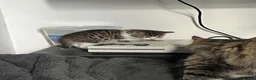 Mixed Breed cats for sale: 3 girls 1 boy kittens for sale  - Advert 6