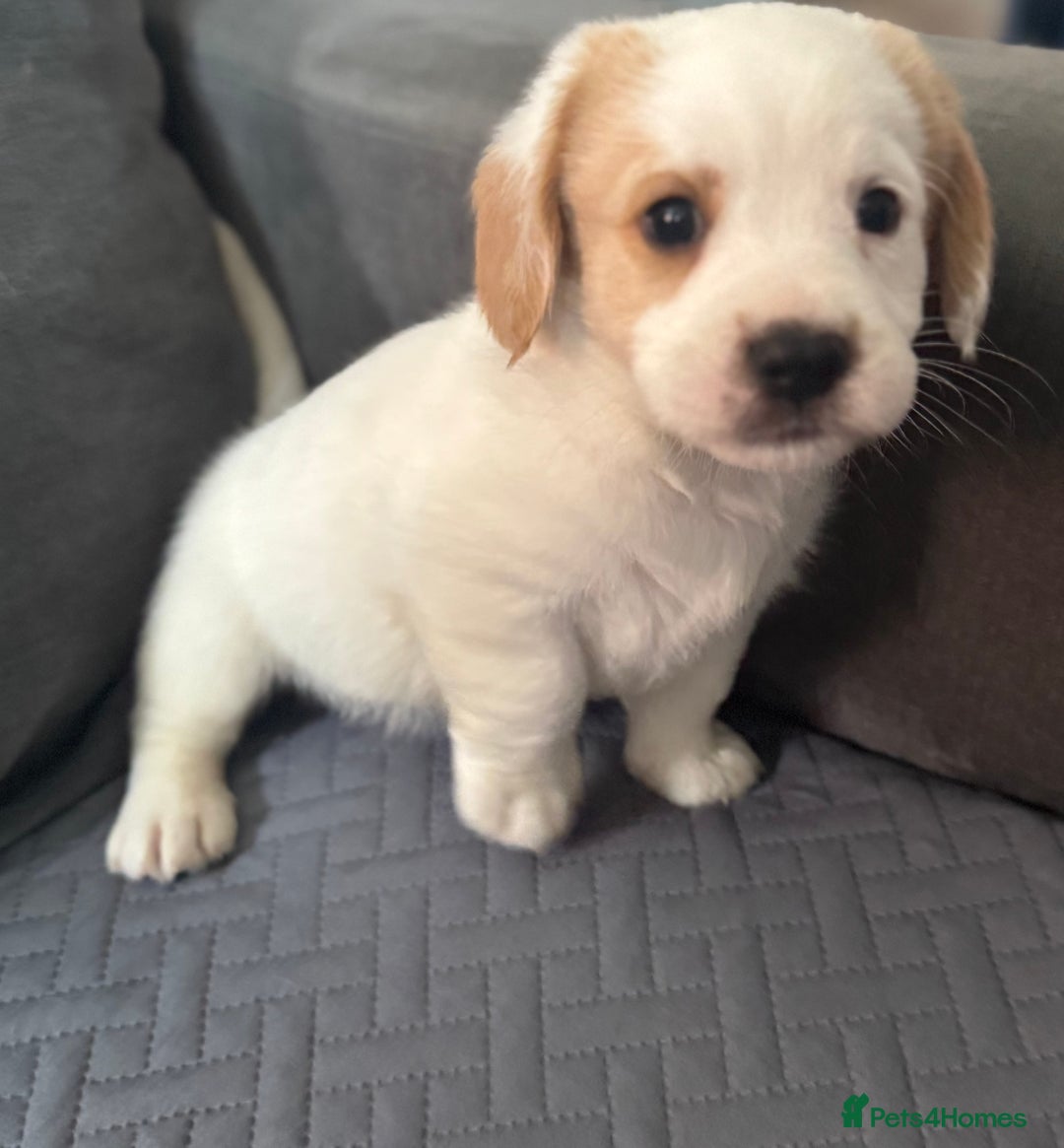 Mixed Breed dogs for sale: 7 gorgeous Cockalier puppies for sale  - Image 1