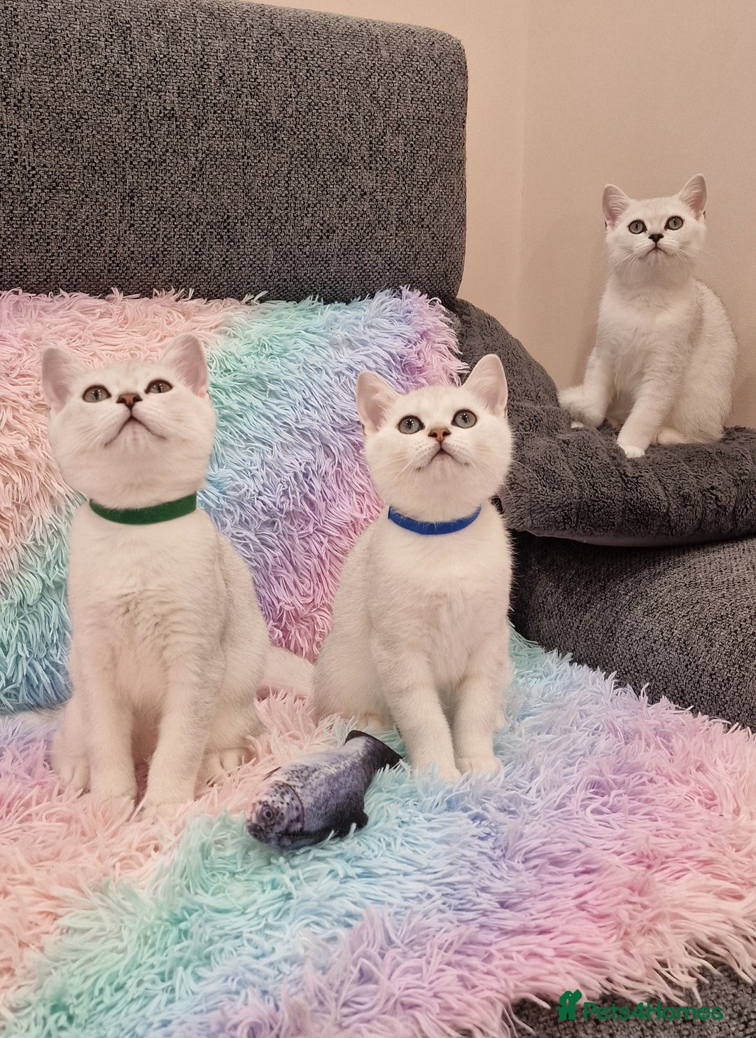British Shorthair cats for sale: British Shorthair Silver Chinchilla  - Image 3