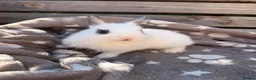 Netherland Dwarf rabbits for sale: 2 male netherland dwarfs - Advert 5