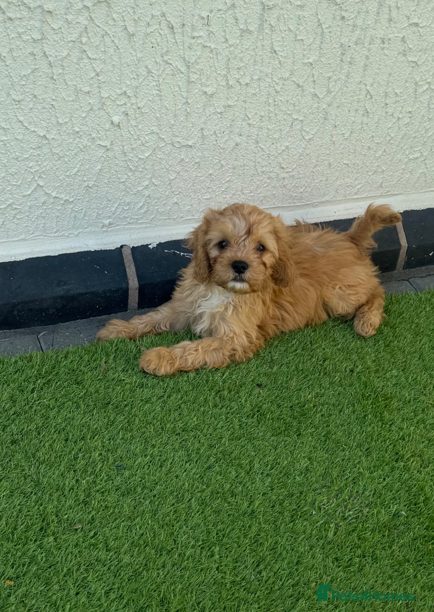 Cavapoo dogs Stunning F1 toy cavapoos  - Advert 2