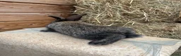 Flemish rabbits for sale: We have the Worlds Biggest Bunnies  - Advert 4
