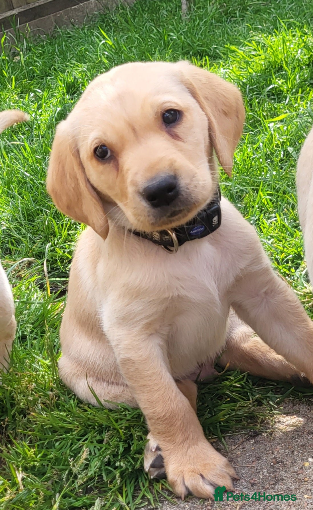 Labrador Retriever dogs Beautifull and Fit golden retrievier ready to go - Advert 6