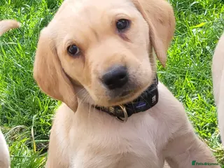 Labrador Retriever dogs Beautifull and Fit golden retrievier ready to go - Advert 6