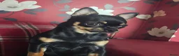 Chihuahua dogs for sale: KC reg Chocolate and tan chihuahua pups for sale - Advert 16