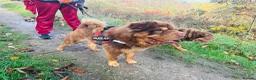 Shar Pei dogs for stud: Choc and tan top quality Sharpei stud  - Advert 5