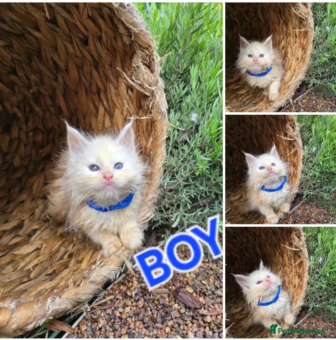 Maine Coon cats for sale: Tica Maine Coon kittens  - Advert 2