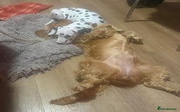 Cocker Spaniel dogs for sale: Beautiful Summer - Image 5