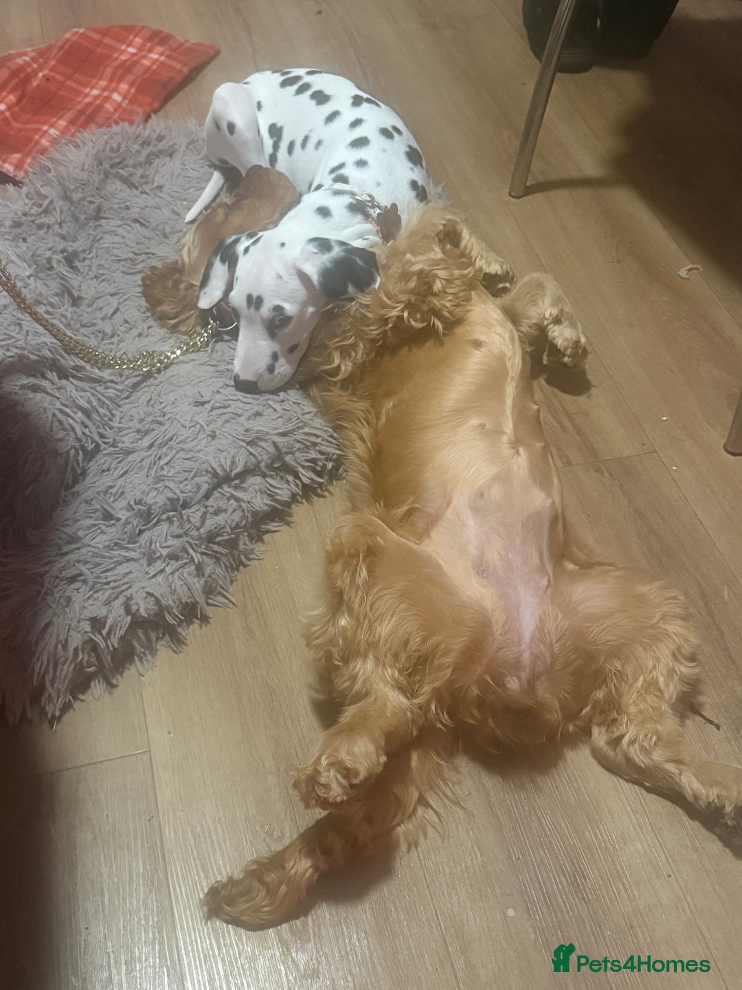 Cocker Spaniel dogs for sale: Beautiful Summer - Image 5