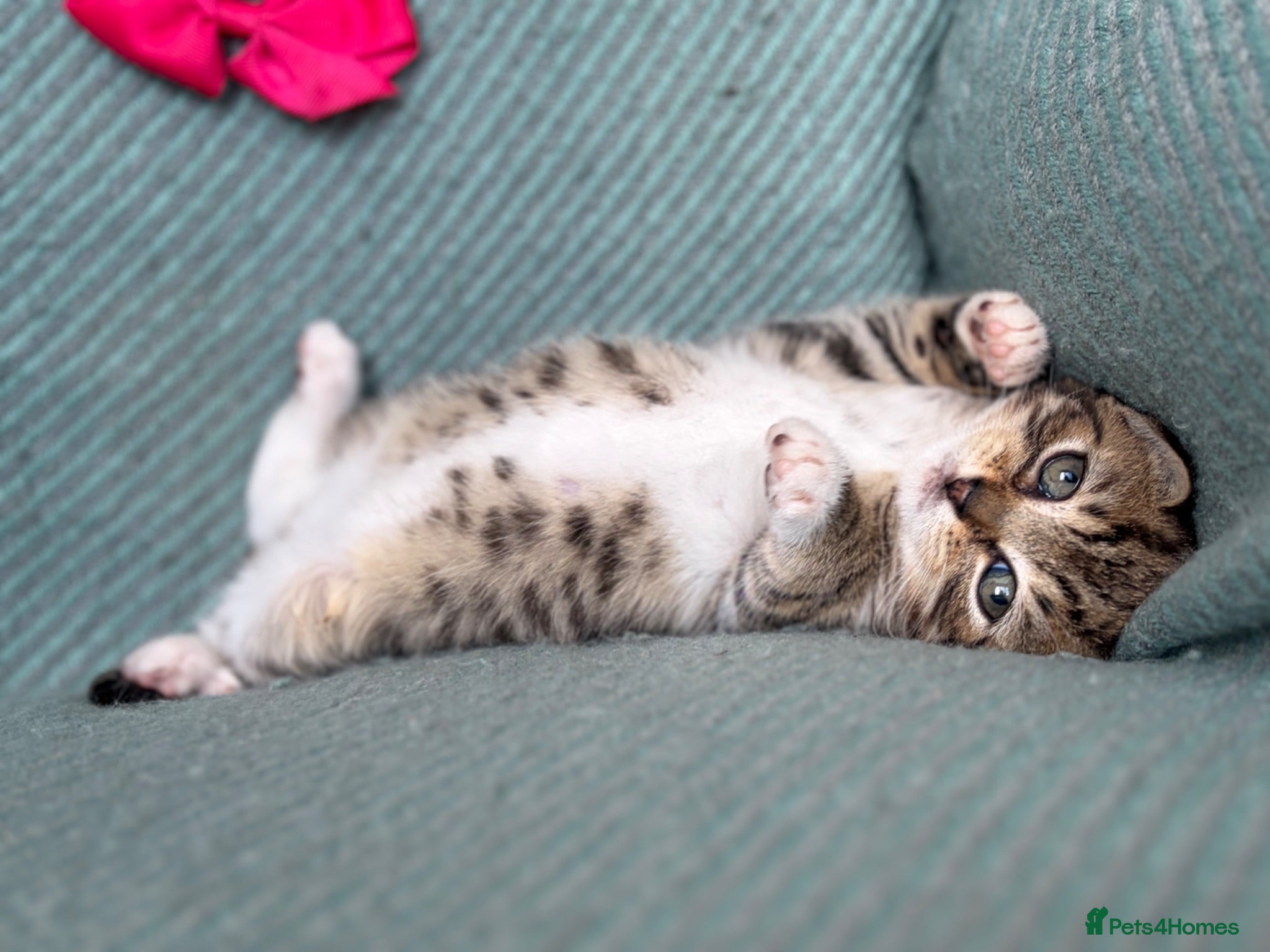 British Shorthair cats Introducing the Cute Curious kittens  - Advert 1