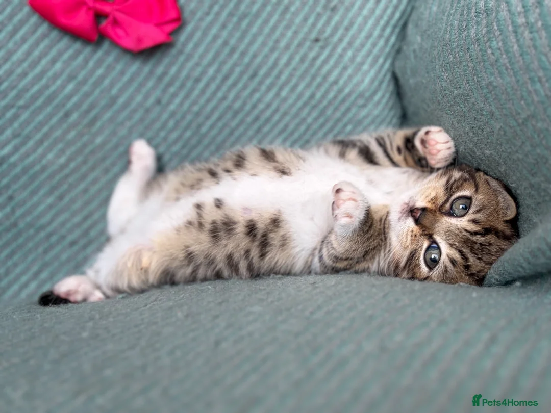 British Shorthair cats for sale: Introducing the Cute Curious kittens  - Advert 1