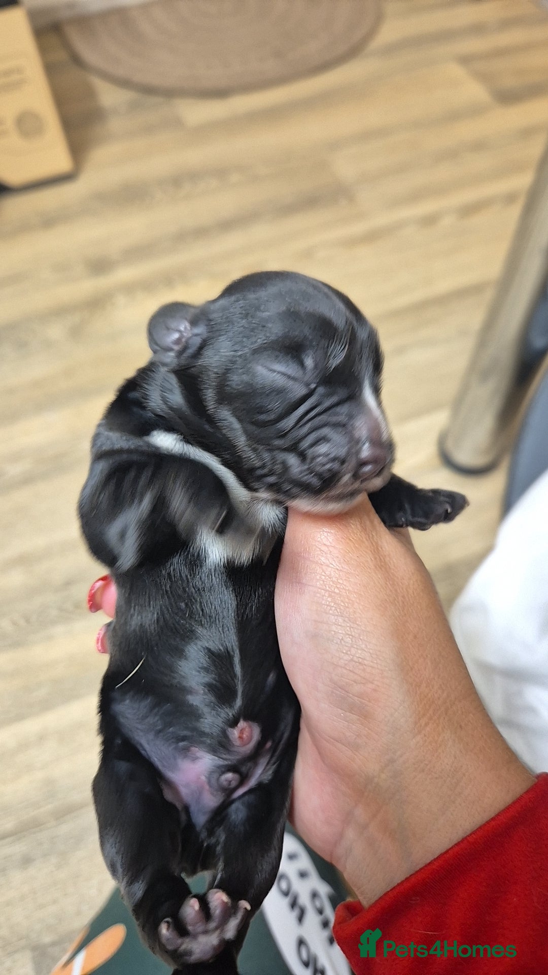 Cocker Spaniel dogs for sale: Stunning cocker spaniel pups - Advert 12