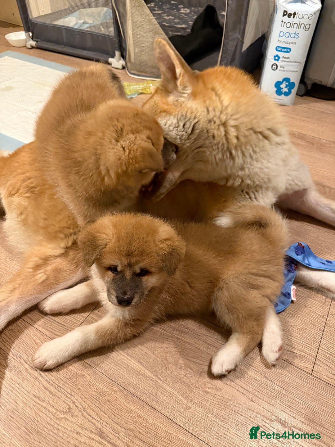 Akita dogs for sale: Akita puppy - Advert 9