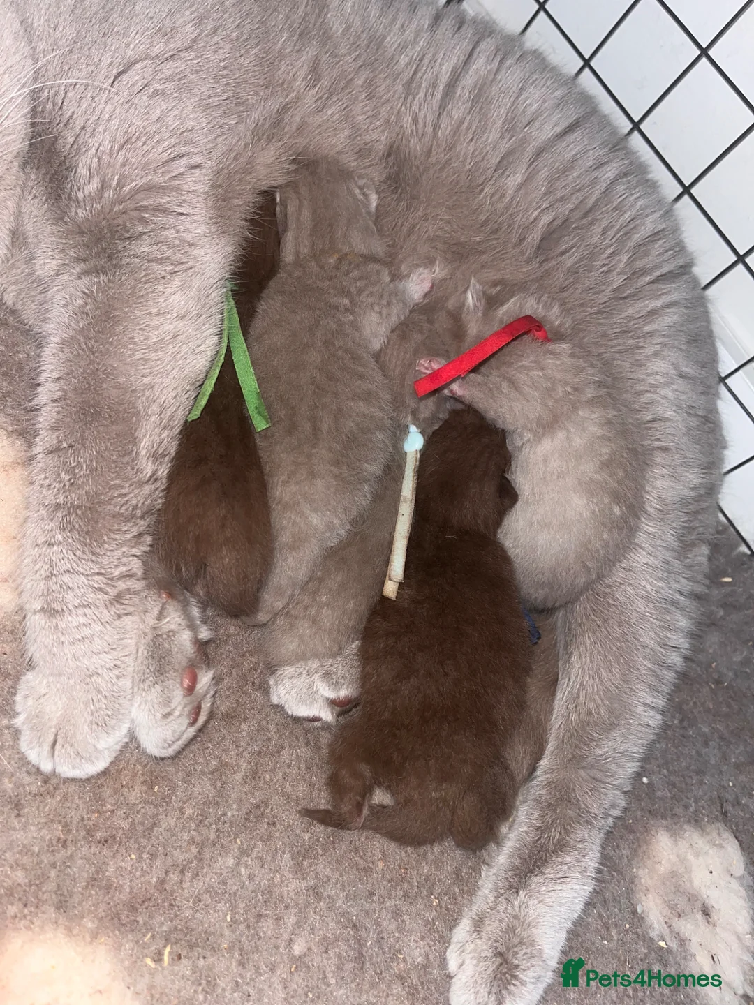 British Shorthair cats for sale: choc & lilac kittens  - Advert 2