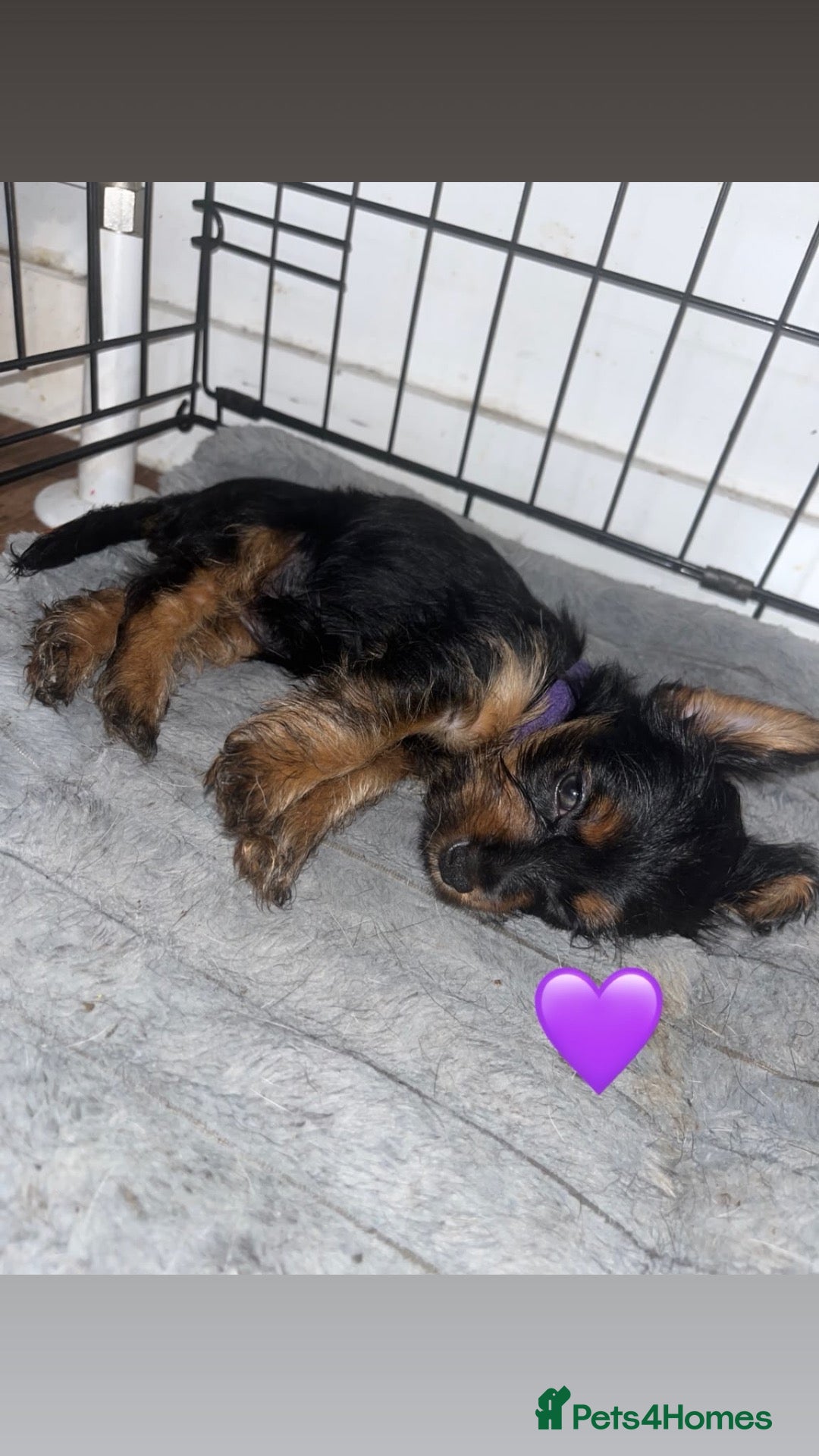 Mixed Breed dogs YorkiePoo Puppy for sale (purple girl) - Advert 2