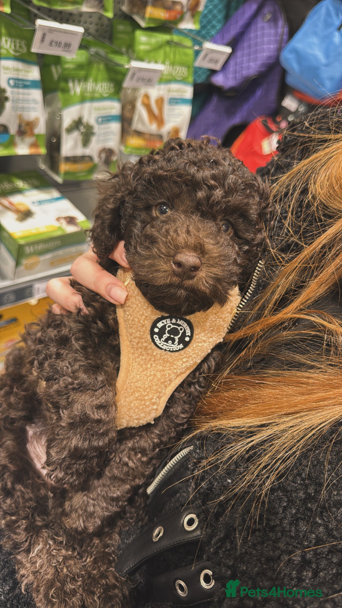 Toy Poodle dogs Chocolate Toy poodle - Advert 1