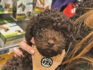 Toy Poodle dogs Chocolate Toy poodle - Advert 1
