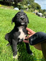 Mixed Breed dogs - Advert 15