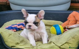French Bulldog dogs for sale: Adorable Frenchie Puppies Seeking Forever Homes - Image 11