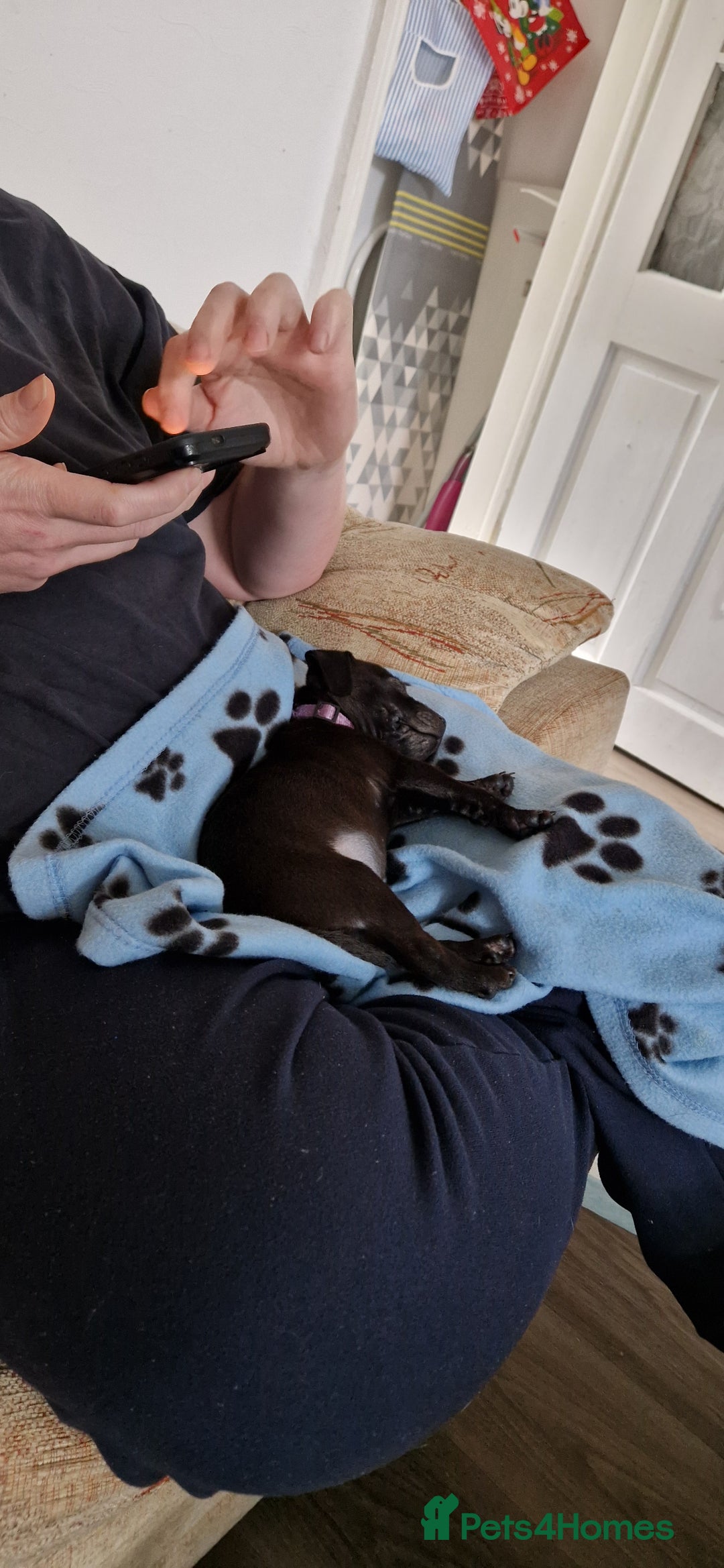 Patterdale Terrier dogs for sale: 1 year old Male Patterdale - Image 14