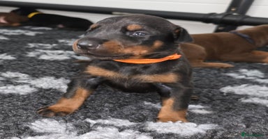 Dobermann dogs - Advert 9