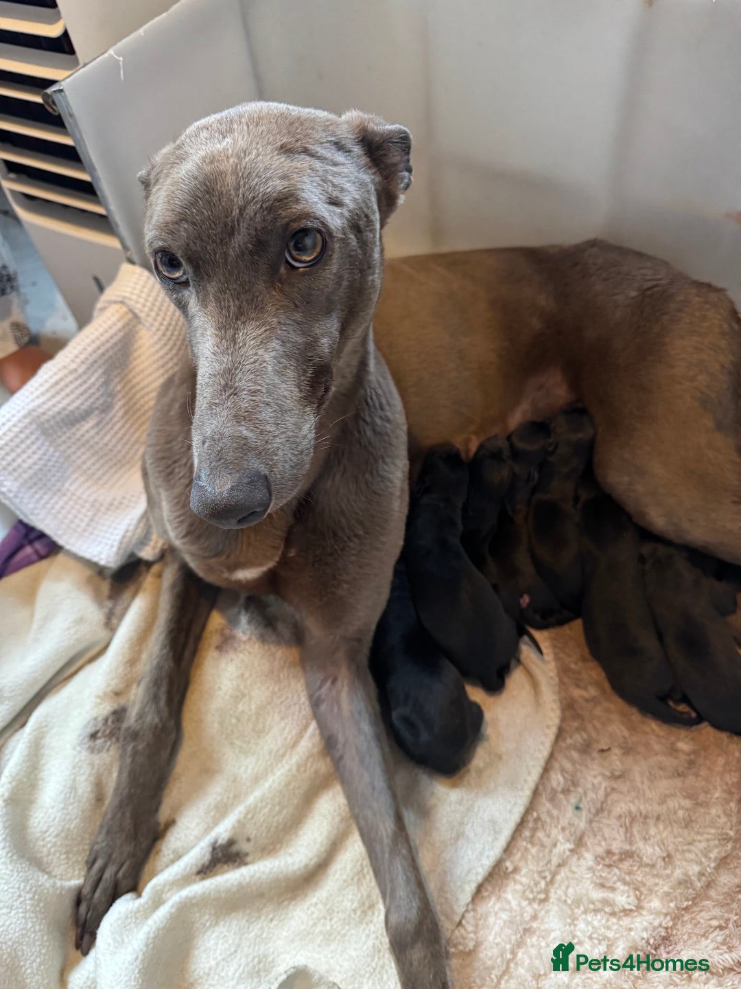 Mixed Breed dogs for sale: Bull cross puppies working parents  in Pontyclun - Image 20