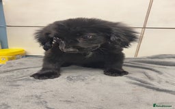 Mixed Breed dogs for sale: 2 stunning female puppies for sale! - Image 2