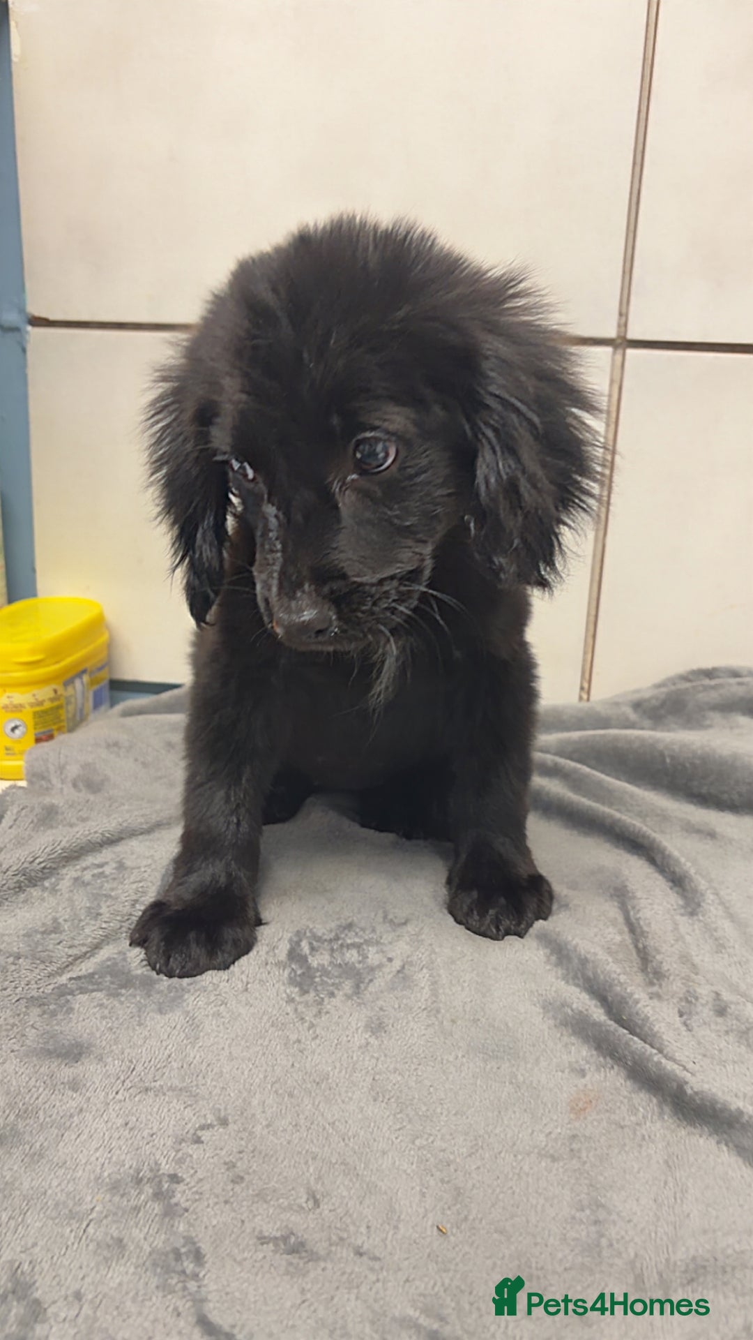 Mixed Breed dogs for sale: 2 stunning female puppies for sale! - Image 2
