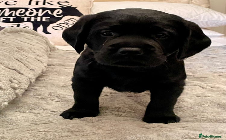 Cockerdor dogs Cocker Retriever aka Cockerdor bundles of joy - Advert 2