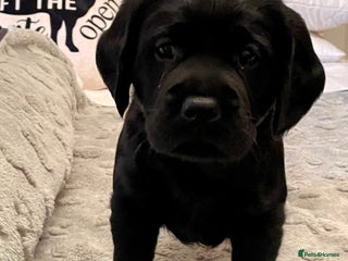 Cockerdor dogs Cocker Retriever aka Cockerdor bundles of joy - Advert 10