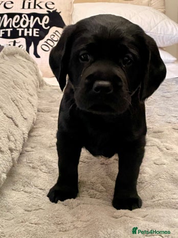 Cockerdor dogs Cocker Retriever aka Cockerdor bundles of joy - Advert 2