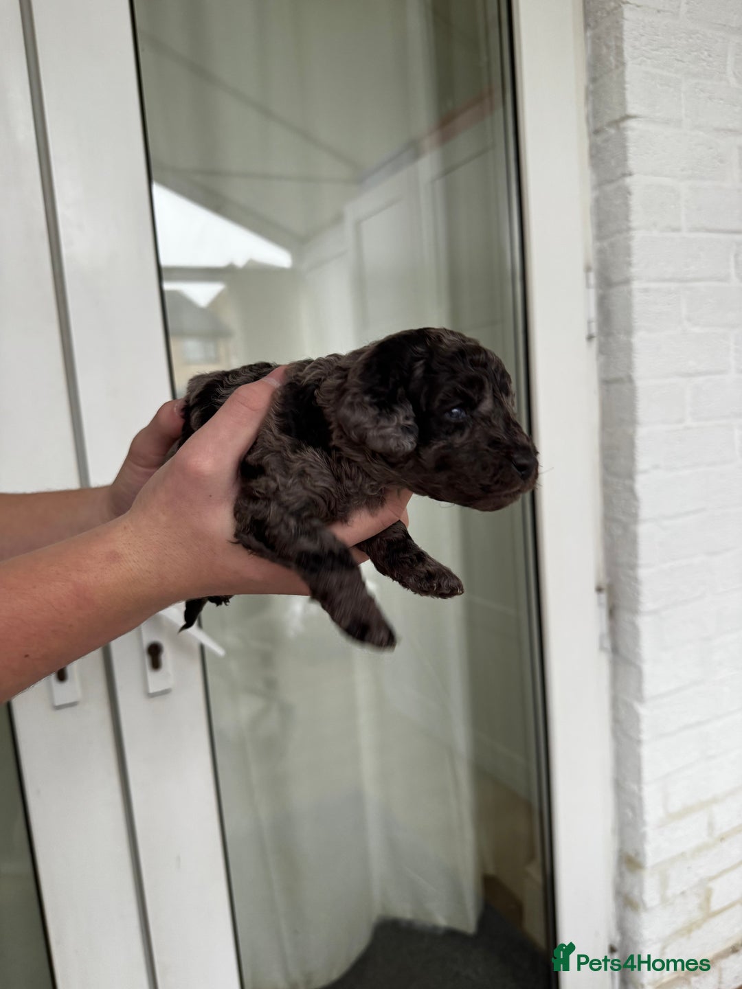 Miniature Poodle dogs for sale: Striking merle and black Miniature Poodle Puppies - Advert 18