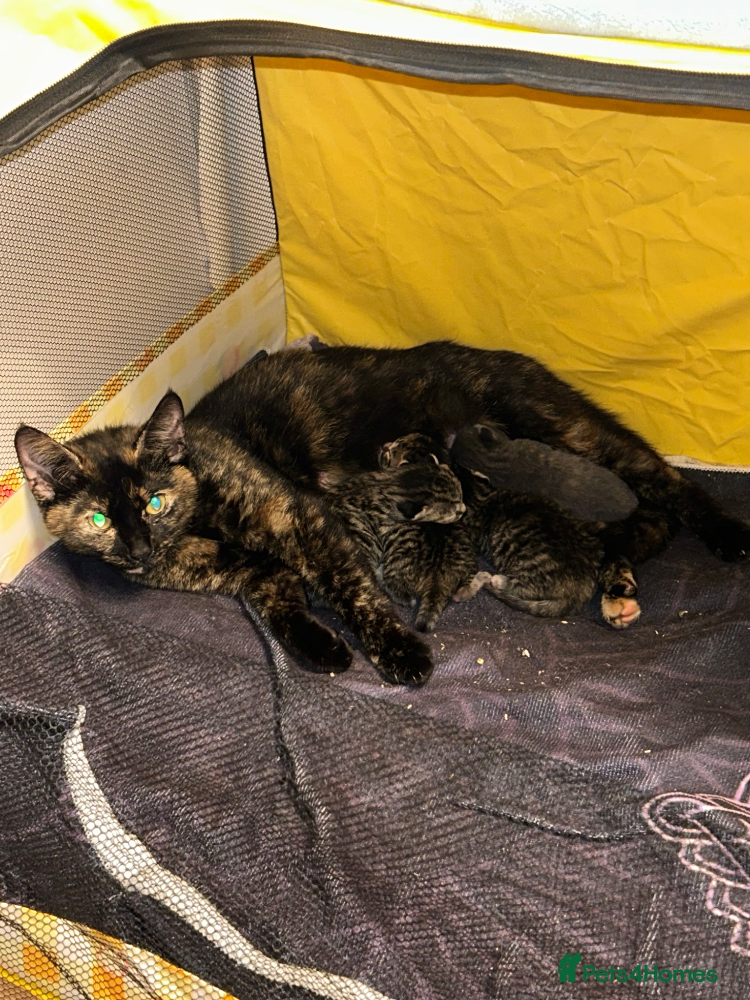 Mixed Breed cats Kittens for sale  - Advert 2