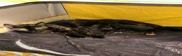 Mixed Breed cats for sale: Kittens for sale  - Advert 1